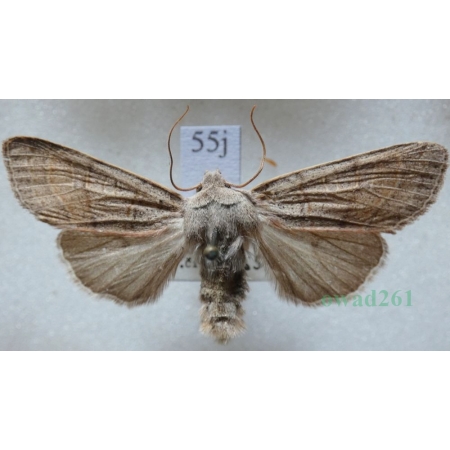 Agrochola humilis (Denis & Schiffermüller, 1775) Czech55j